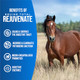 Pivotal Equine Total Rejuvenate Equine Oral Paste (60G Oral Syringe Pack Of 1) Digestive And Immune Support For Horses - Horse Supplements For Digestion- Absorbs And Eliminates Pathogenic Bacteria