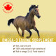 Sign Cam Line Camelina Oil For Horses 1 Gallon By Olimega Farm High In Omega-3 & Vitamin E Support For Healthy Joints Coat & Skin Pure & Cold Pressed Joint Supplement Made In Canada Non-Gmo