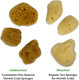 Hermit Crab Real Sea Sponges - 5 Pack Unbleached, Provides Nutrients, Safer Drinking and Helps Maintain Habitat Tank Humidity, Aquarium Decor 0.50 oz