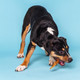 Best Bully Sticks Duck Feet (Pack Of 1) AllNatural SingleIngredient Easily Digestible Supports Hips 30 Count
