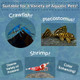 Aquatic Foods Inc. 4Type 1/2" Sinking Wafer Mix Of SpirulinaAlgae UltraWorm Shrimp Color Enhancing 6.0Oz 12Mm