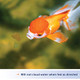 Aqueon Goldfish Flakes 1.02 Ounces