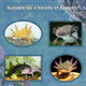 Aquatic Foods Inc. Axolotl Food 1/4" Soft Moist Sinking Pellets Rangen's Salmon Meal Pellets .12Oz