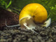 Aquatic Foods Inc. Calcium Enriched Sinking Food Disks And Holiday Feeding Food For Shrimp