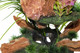 Penn-Plax Presents Insta-Aquascape, Large Aquarium Ornament Collection – The Under Water Oasis, A 3 Piece Set of Interlocking Plants and Rocks for a Fully Decorated Tank