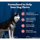 Blue Buffalo Wilderness With Salmon High Protein Dry Dog Food For Adult Dogs 4.5 Lbs