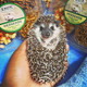 Exotic Nutrition Hedgehog Treat Variety Pack Healthy Natural Treat Sampler Mealworms Black Soldier Variety Pack
