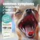 Homeopet Doggy Dental Safe Gentle And Natural Tooth And Dental Care For 15 Milliliters