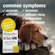 Homeopet Joint Stress Joint Support For Dogs And Cats Liquid Pet Meds 15 Milliliters