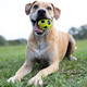 Nerf Dog Bash Ball Dog Toy With Interactive Led Lightweight Durable And Water 3.5 Inches