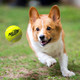 Nerf Dog Large Size Tennis Ball Blaster Dog Toy Great For Fetch HandsFree 50 Ft