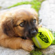 Nerf Dog Large Size Tennis Ball Blaster Dog Toy Great For Fetch HandsFree 50 Ft