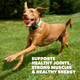 Iams Proactive Health High Protein Dry Dog Food With Chicken & Beef 15 Lb