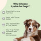 Oliver & Co. Lysine For Dogs Dog Sneezing Relief Dog Allergy Relief May Help 1 Fl Oz
