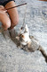Our Pets Ourpet's PlayNSqueak Teathered & Feathered Play Wand Cat Toy For All