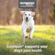 Nutramax Laboratories Cosequin For Dogs Joint Health Supplement Contains Glucosamine Plus Chondroitin Msm 120 Count