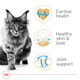 Royal Canin Feline Breed Nutrition Maine Coon Adult Dry Cat Food Bag 14 Lb