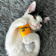 Smokey's Stash Catterall Catnip Toys 4 Pack