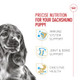 Royal Canin Breed Health Nutrition Dachshund Puppy Dry Dog Food Bag 2.5 Lb