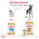 Royal Canin Breed Health Nutrition Golden Retriever Adult Loaf In Sauce Dog Food 13.5 Oz Pack Of 12