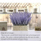 Lyrtrees Artificial Lavender Stems Purple Faux Flowers 15Inch Decorative Floral Spray Faux 6 Bundles Purple