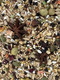 VerseleLaga Goldenfeast Vl South American Blend 3 Lb Bag