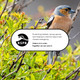 Rspb Wild Bird Feeders Hanging Station Premium Bird Feeder Hanger With Eight Hooks Standing Metal Pole For Gardens And Outdoor Use Includes Water Bowl And Feeding Tray Black 22M X 25Mm Rspb