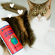 Earthbath Wild Cherry 2In1 Cat Conditioning Shampoo Cruelty Cat Shampoo And Conditioner Made In Usa Gentle Safe Pet Wash For Kittens 16 Oz 1 Pack