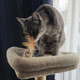 Spot Naturals Silver Vine Cat Toy Natural Interactive Enrichment For Cats Stimulates Play And Reduces Stress Durable And Safe Perfect For Indoor Cats And Kittens Assorted Styles 1 Piece