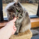 Hilife Duck Treats ItS Only Natural Cat Treats 100% Duck Breast 100% Natural Grain 12 Bags X 10G