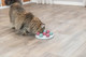 Trixie Pet Products Solitaire Game For Cats 775 X 775 X 3 In 4594 White/Blue