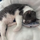 Spot Flippin Fish Interactive Cat Toy With Catnip For Indoor Cats and Kittens Touch Activated Flipping Tail Rechargeable With Usb Hours Of Fun 115 Inch