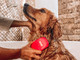 Tuff Pupper Dog Bath Brush Silicone Pet Hair Remover Brush For Shampooing and Massaging Dogs Dog Washing Brush With Soft Rubber Bristles Gently Removes Loose and Damaged Fur