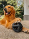 Tuff Pupper Superchewer Extremely Tough Cage Ball For Dogs 2X Tennis Ball Size Natural Rubber Tough Toy For Aggressive Chewers Heavy Duty For Medium Large Breed Strong But Not Indestructible