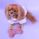 Pet London Union Jack British Flag Squeaker Bone Dog ToyFull Size Squeaky Insert Uk Design