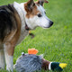 Petface Honking And Squeaky Duck Plush Dog Toy