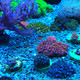 Seachem Reef Dip 250Ml