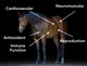 Mvp Vitamin E 5 000 3Lb Pelleted Vitamin E For Horses