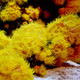 Seachem Reef Iodide 250Ml