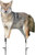 MONTANA DECOY COYOTE SONG DOG