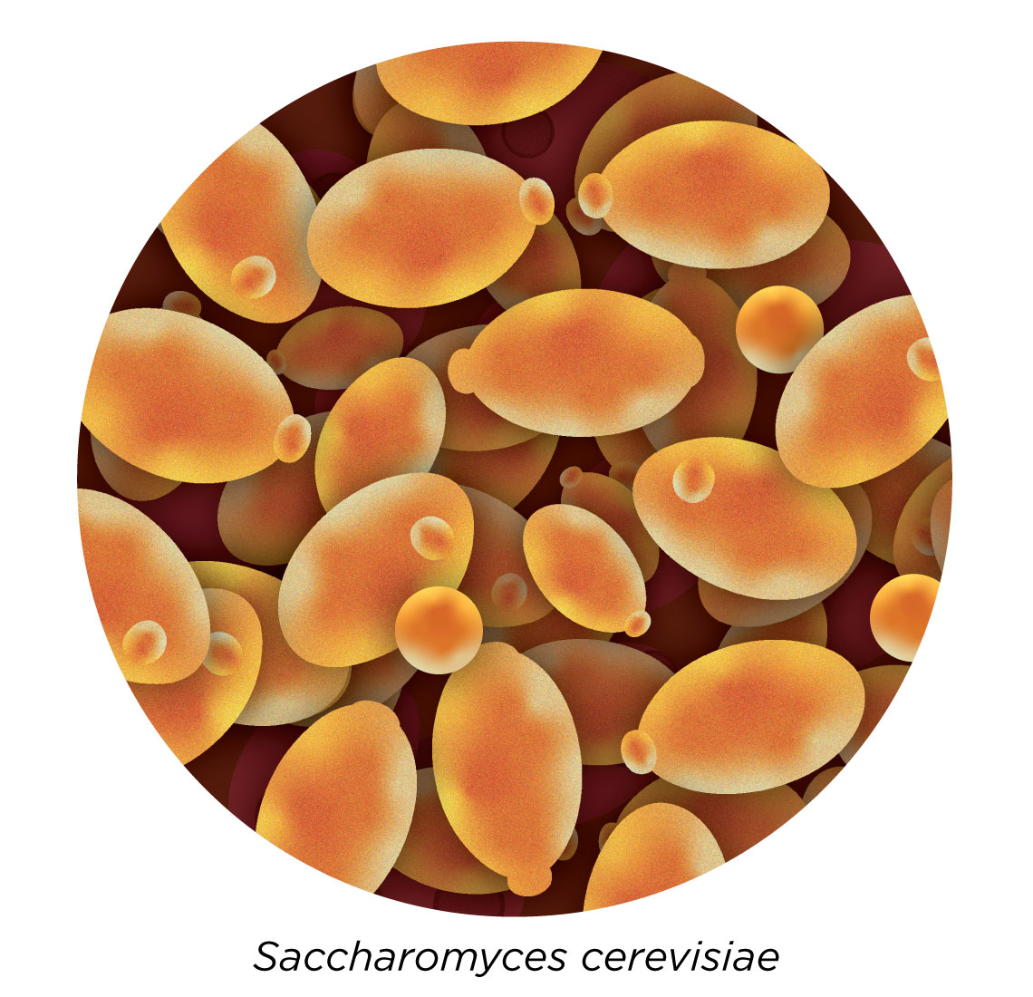 saccharomyces-cerevisiae