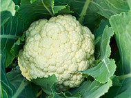 modal-Cauliflower