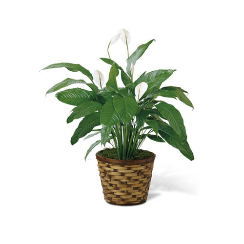 8" Spathiphyllum