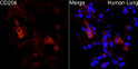Immunofluorescence analysis of human lung cells using MSR1 rabbit polyclonal antibody (STJ24620) at dilution of 1:200 (40x lens). Blue: DAPI for nuclear staining.