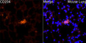 Immunofluorescence analysis of mouse lung cells using MSR1 rabbit polyclonal antibody (STJ24620) at dilution of 1:200 (40x lens). Blue: DAPI for nuclear staining.