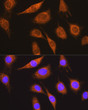 Immunofluorescence analysis of L929 cells using MUT Rabbit polyclonal antibody (STJ24646) at dilution of 1:100 (40x lens). Blue: DAPI for nuclear staining.