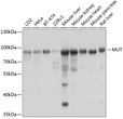 Western blot analysis of extracts of various cell lines, using MUT antibody (STJ24646) at 1:1000 dilution. Secondary antibody: HRP Goat Anti-Rabbit IgG (H+L) (STJS000856) at 1:10000 dilution. Lysates/proteins: 25 Mu g per lane. Blocking buffer: 3% nonfat dry milk in TBST. Detection: ECL Basic Kit. Exposure time: 3s.