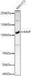 Western blot analysis of lysates from NIH/3T3 cells, using MVP Rabbit polyclonal antibody (STJ24649) at 1:2000 dilution. Secondary antibody: HRP Goat Anti-Rabbit IgG (H+L) (STJS000856) at 1:10000 dilution. Lysates/proteins: 25 Mu g per lane. Blocking buffer: 3% nonfat dry milk in TBST. Detection: ECL Basic Kit. Exposure time: 90s.