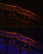 Immunofluorescence analysis of Rat intestine using MYL9 antibody (STJ24667) at dilution of 1:100. Blue: DAPI for nuclear staining.