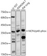 Western blot analysis of extracts of various cell lines, using NCF4/p40-phox antibody (STJ24700) at 1:1000 dilution. Secondary antibody: HRP Goat Anti-Rabbit IgG (H+L) (STJS000856) at 1:10000 dilution. Lysates/proteins: 25 Mu g per lane. Blocking buffer: 3% nonfat dry milk in TBST. Detection: ECL Basic Kit. Exposure time: 30s.